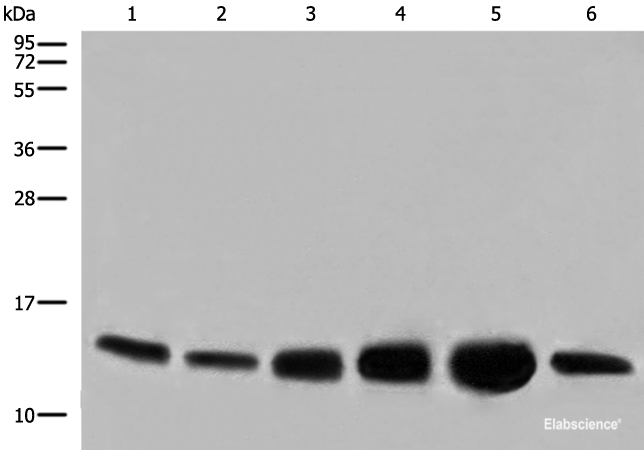 Western blot analysis of HEPG2 HUVEC and NIH/3T3 cell Human heart tissue Mouse heart tissue PC-3 cell lysates using COX6C Polyclonal Antibody at dilution of 1:800