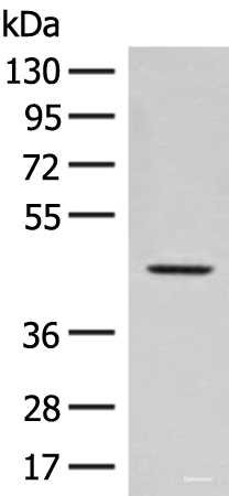 Western blot analysis of Hela cell lysate using FAM50A Polyclonal Antibody at dilution of 1:300
