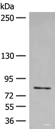 Western blot analysis of Jurkat cell lysate using FGD3 Polyclonal Antibody at dilution of 1:500