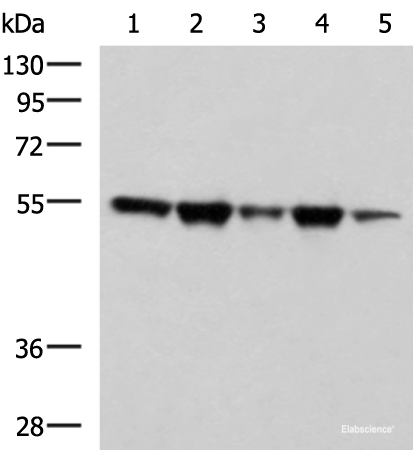 Western blot analysis of A172 Hela HepG2 K562 and PC3 cell lysates using FKBP5 Polyclonal Antibody at dilution of 1:600