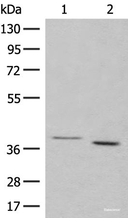Western blot analysis of 293T cell lysates using GALR1 Polyclonal Antibody at dilution of 1:500