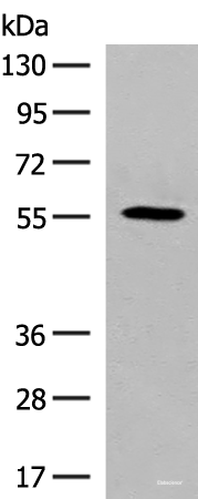 Western blot analysis of HepG2 cell lysate using GPR22 Polyclonal Antibody at dilution of 1:500