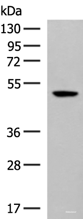 Western blot analysis of Hela cell lysate using GPR142 Polyclonal Antibody at dilution of 1:400