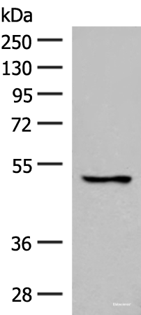 Western blot analysis of 293T cell lysate using GPR152 Polyclonal Antibody at dilution of 1:600