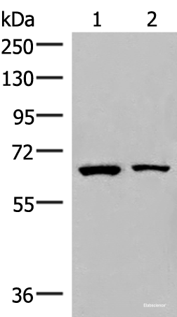 Western blot analysis of Raji and PC3 cell lysates using ZNF85 Polyclonal Antibody at dilution of 1:400