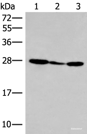 Western blot analysis of 293T cell lysate using HLA-DOB Polyclonal Antibody at dilution of 1:400