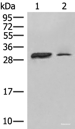 Western blot analysis of Raji cell Human spleen tissue lysates using HLA-DPA1 Polyclonal Antibody at dilution of 1:400