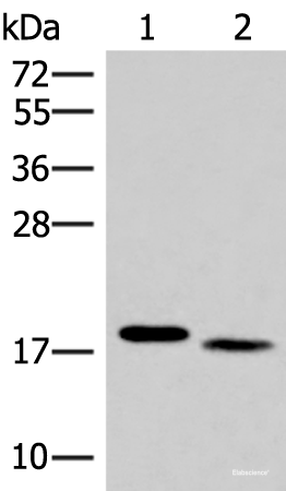Western blot analysis of Mouse liver tissue and Human tonsil tissue lysates using IL36A Polyclonal Antibody at dilution of 1:300