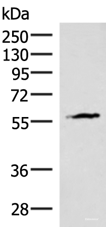 Western blot analysis of Mouse heart tissue lysate using INSM2 Polyclonal Antibody at dilution of 1:400