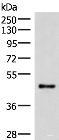 Western blot analysis of Mouse lung tissue lysate using IRX2 Polyclonal Antibody at dilution of 1:300