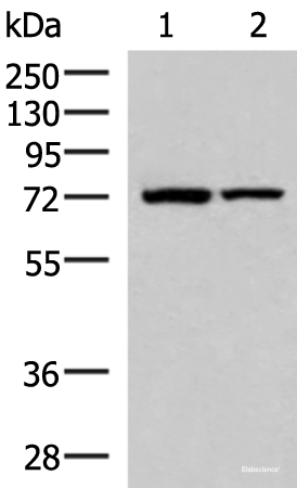 Western blot analysis of Mouse heart tissue and Mouse skeletal muscle tissue lysates using JPH1 Polyclonal Antibody at dilution of 1:800