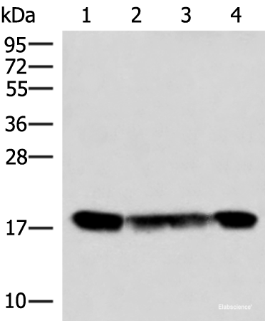 Western blot analysis of 293T and 231 cell lysates using PEMT Polyclonal Antibody at dilution of 1:800
