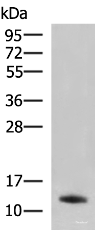 Western blot analysis of Rat pancreas tissue lysate using PPY Polyclonal Antibody at dilution of 1:2500