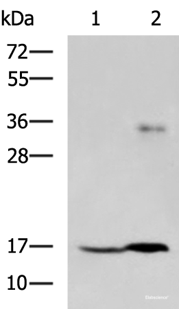 Western blot analysis of A172 cell and Human cerebrum tissue lysates using TMEM42 Polyclonal Antibody at dilution of 1:800