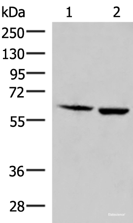 Western blot analysis of Juakat and K562 cell lysates using JRKL Polyclonal Antibody at dilution of 1:800