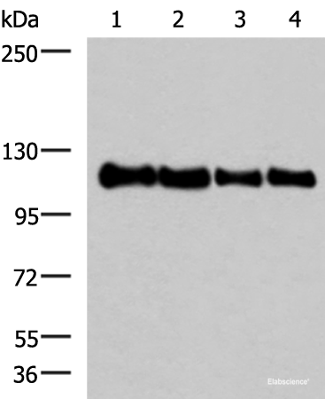 Western blot analysis of 293T HEPG2 Hela and TM4 cell lysates using TRIM28(phospho-Ser824) Polyclonal Antibody at dilution of 1:1000