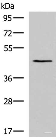Western blot analysis of TM4 cell lysate using KCNK18 Polyclonal Antibody at dilution of 1:800