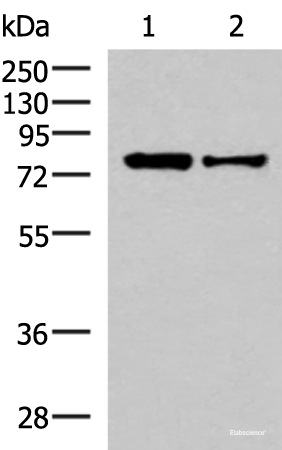 Western blot analysis of HepG2 and Hela cell lysates using KHSRP Polyclonal Antibody at dilution of 1:1000