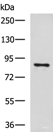Western blot analysis of 293T cell lysate using CCNF Polyclonal Antibody at dilution of 1:800