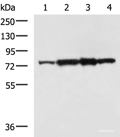 Western blot analysis of Rat heart tissue A172 cell NIH/3T3 cell TM4 cell lysates using CAPN6 Polyclonal Antibody at dilution of 1:800