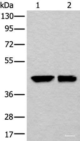 Western blot analysis of HEPG2 and 231 cell lysates using DLK1 Polyclonal Antibody at dilution of 1:250