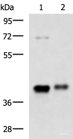 Western blot analysis of Mouse brain tissue and Human fetal brain tissue lysates using GNAZ Polyclonal Antibody at dilution of 1:1300