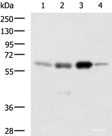 Western blot analysis of 293T 231 Jurkat and RAW264.7 cell lysates using HDAC1 Polyclonal Antibody at dilution of 1:1000