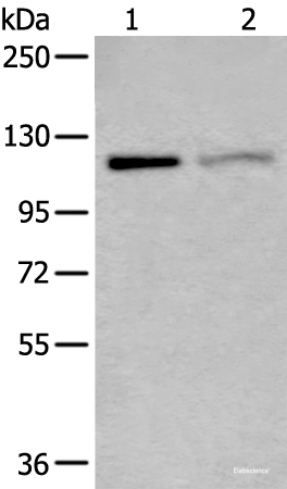 Western blot analysis of K562 and 231 cell lysates using MCM9 Polyclonal Antibody at dilution of 1:800