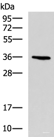 Western blot analysis of A549 cell lysate using BDNF Polyclonal Antibody at dilution of 1:900
