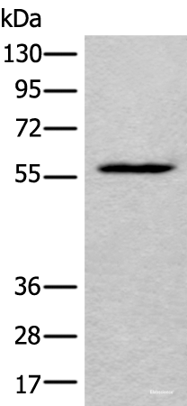 Western blot analysis of HEPG2 cell lysate using LDHD Polyclonal Antibody at dilution of 1:400