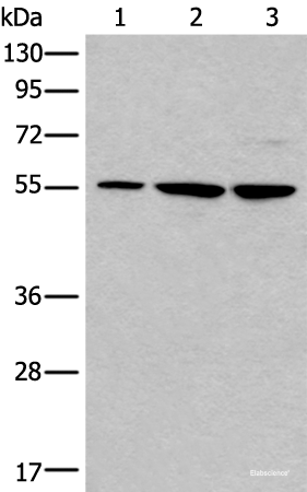 Western blot analysis of 293T and A172 cell lysates using TRIM27 Polyclonal Antibody at dilution of 1:600