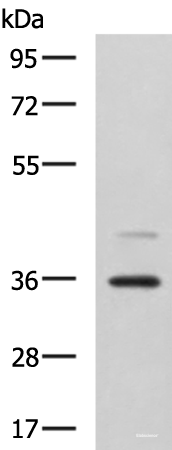 Western blot analysis of A172 cell lysate using UBLCP1 Polyclonal Antibody at dilution of 1:1150