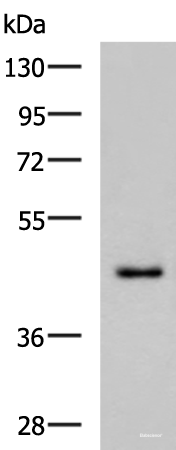Western blot analysis of TM4 cell lysate using WDR4 Polyclonal Antibody at dilution of 1:700