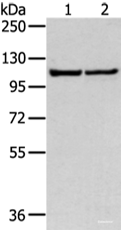Western blot analysis of 231 and hela cell using WWP1 Polyclonal Antibody at dilution of 1:300