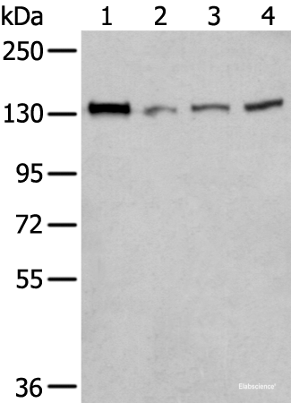Western blot analysis of 293T Hela and A172 cell lysates using MORC2 Polyclonal Antibody at dilution of 1:300
