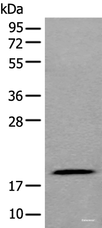 Western blot analysis of 293T cell lysate using ZNHIT1 Polyclonal Antibody at dilution of 1:400