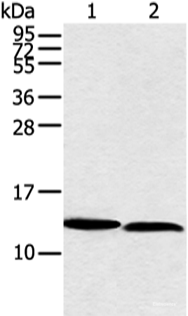 Western blot analysis of PC3 and hela cell using NDUFB3 Polyclonal Antibody at dilution of 1:350