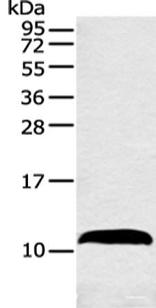 Western blot analysis of Mouse adrenal gland tissue using HMGN3 Polyclonal Antibody at dilution of 1:550