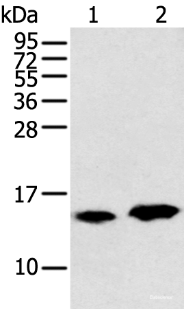 Western blot analysis of Rat heart tissue and Mouse brain tissue using CARTPT Polyclonal Antibody at dilution of 1:350