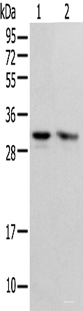 Western blot analysis of HEPG2 and Hela cell using PSMF1 Polyclonal Antibody at dilution of 1:300