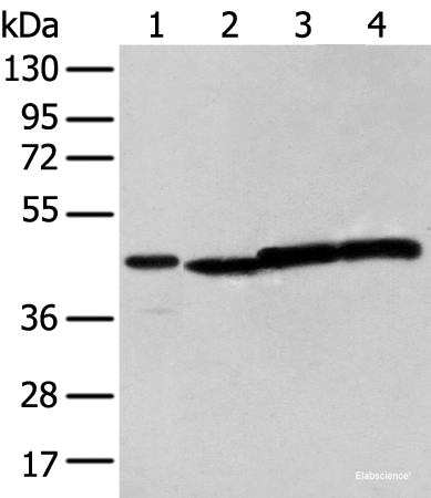 Western blot analysis of 293T cell using NUDT12 Polyclonal Antibody at dilution of 1:300