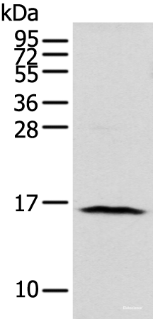 Western blot analysis of 293T cell using NUDT10 Polyclonal Antibody at dilution of 1:800