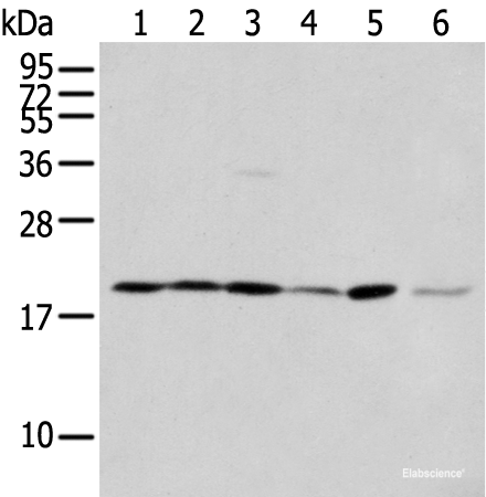 Western blot analysis of 293T cell Hepg2 cell and A431 cell using EEF1E1 Polyclonal Antibody at dilution of 1:400