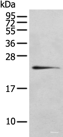 Western blot analysis of 293T cell using RILPL2 Polyclonal Antibody at dilution of 1:400