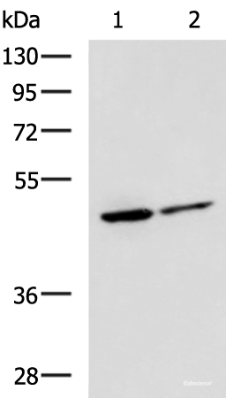 Western blot analysis of Jurkat and HepG2 cell lysates using LRRC28 Polyclonal Antibody at dilution of 1:1000