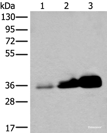Western blot analysis of Human testis tissue NIH/3T3 and 231 cell lysates using UBE2Z Polyclonal Antibody at dilution of 1:350