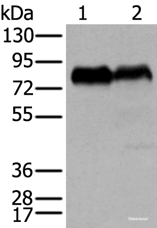 Western blot analysis of PC-3 and K562 cell lysates using CD55 Polyclonal Antibody at dilution of 1:350