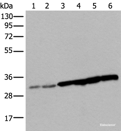 Western blot analysis of 293T cell Hela cell HEPG2 cell and A549 cell lysates using SNRPA Polyclonal Antibody at dilution of 1:250