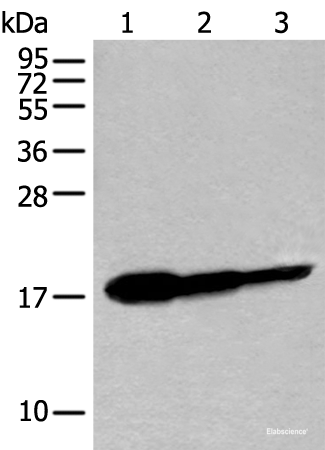 Western blot analysis of Human fetal brain tissue HT-29 cell and Jurkat cell lysates using UBE2V1 Polyclonal Antibody at dilution of 1:250