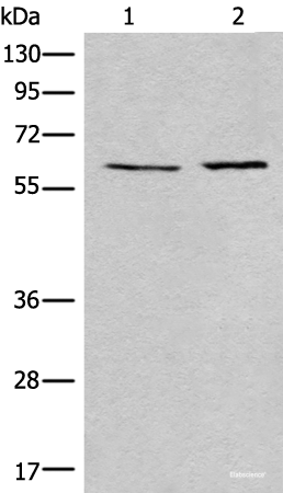 Western blot analysis of A172 and Jurkat cell lysates using USP14 Polyclonal Antibody at dilution of 1:400